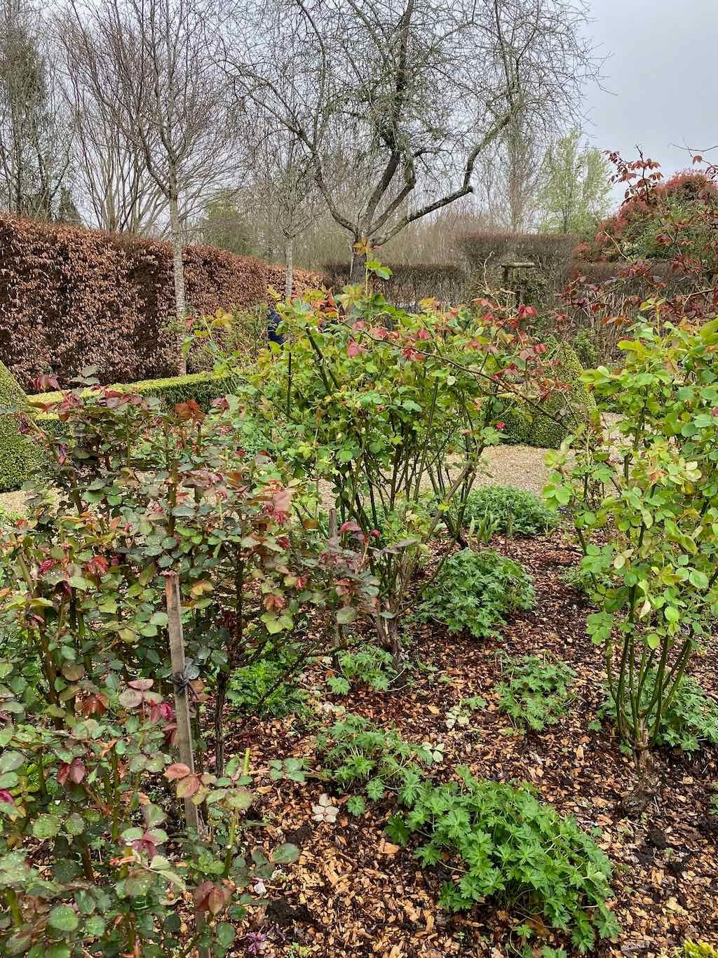 Red Cow Farm Garden Image -632f7ebd9214b